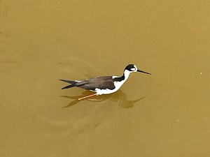 black necked stilt.JPG